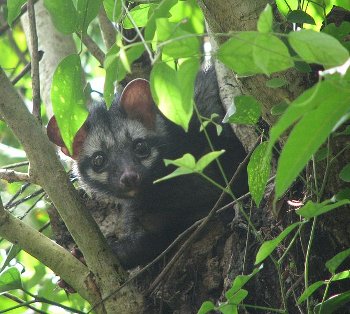 A palm civet in a tree