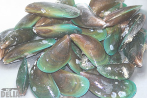 Live green-lip mussels in a stainless steel sink